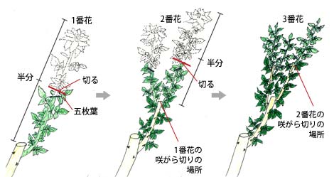 一番、二番花、三番花の咲がら切りの場所