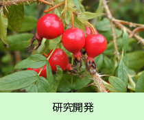 研究開発