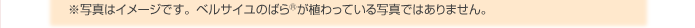 ※写真はイメージです。ベルサイユのばら®が植わっている写真ではありません。