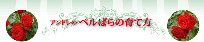 アンドレのベルばらの育て方