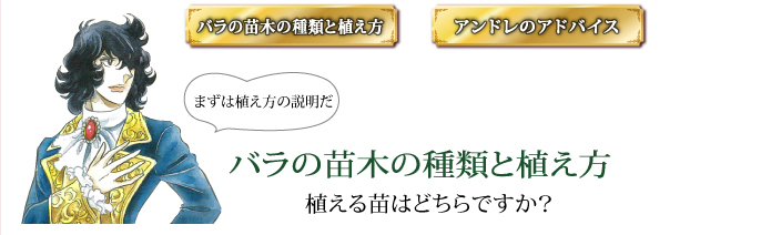 バラの苗木の種類と植え方