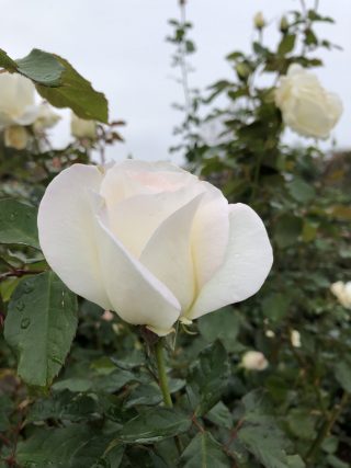 感謝