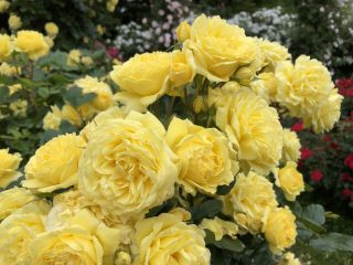 アミ ロマンティカ