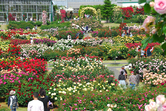 バラの丘より整形式庭園