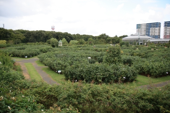ローズガーデン全景
