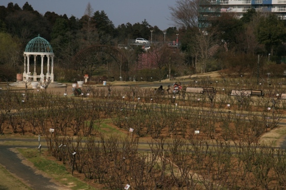 ローズガーデン全景