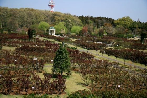 ローズガーデン全景