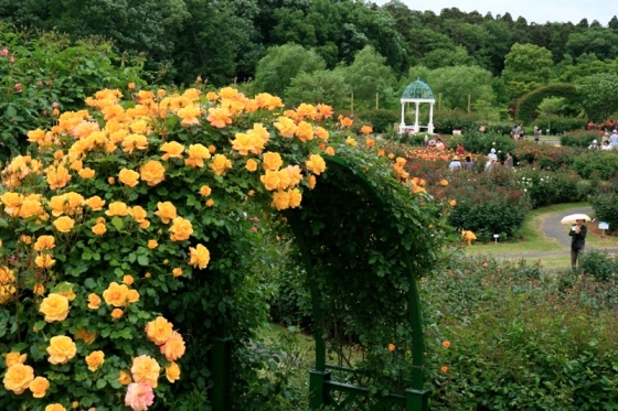 バラの丘からの風景