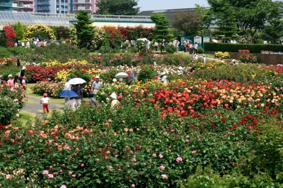 ローズガーデン全景