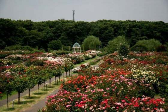 ローズガーデン全景