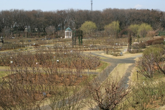 ローズガーデン全景