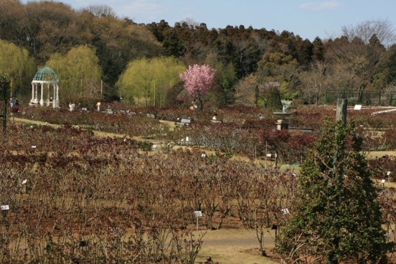 ローズガーデン全景
