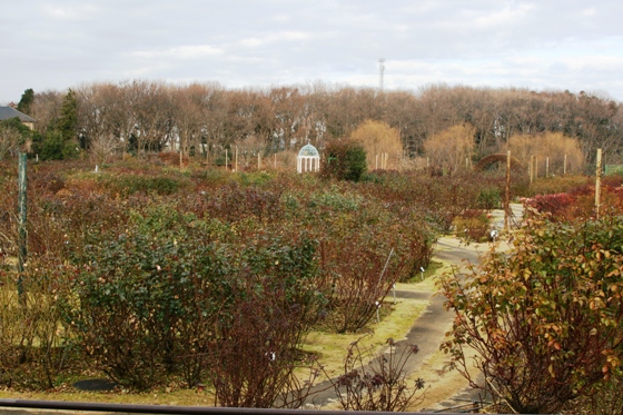 ローズガーデン全景
