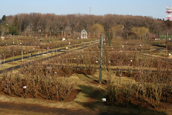 ローズガーデン全景