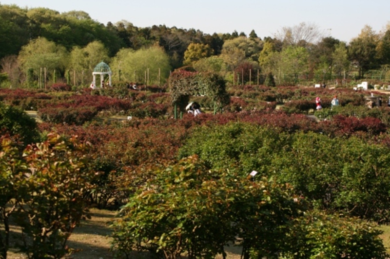 ローズガーデン全景