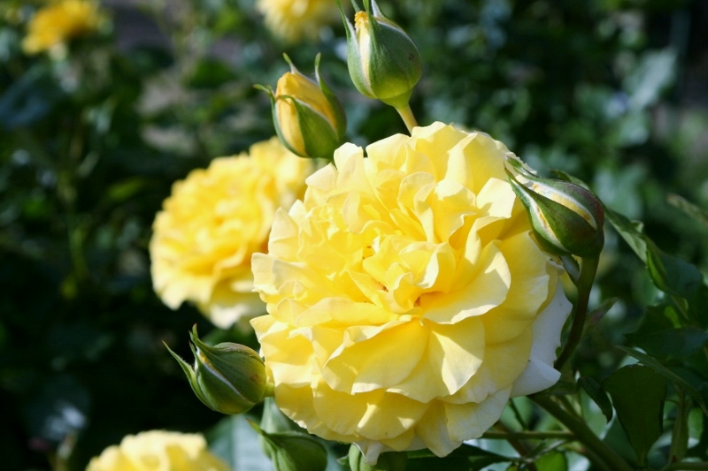 20150524_rg12_gflash.jpg