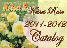2011年カタログ販売開始
