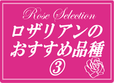 ロザリアンおすすめ品種(3)