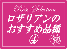 ロザリアンおすすめ品種(4)