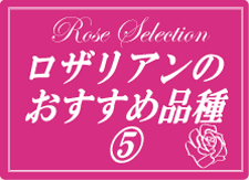 ロザリアンおすすめ品種(5)