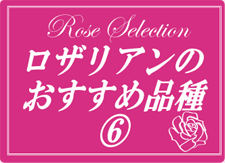 ロザリアンおすすめ品種(6)