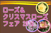 ローズ＆クリスマスローズフェア