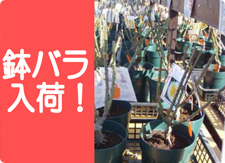 鉢バラ入荷しました