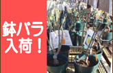 予告　バラ大苗販売