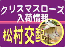 鉢バラ入荷しました