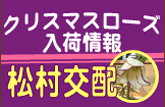 クリスマスローズ入荷情報