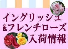 イングリッシュ&フレンチローズ入荷情報