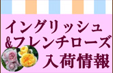 イングリッシュ＆フレンチローズ入荷情報