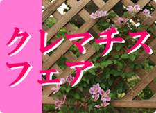 クレマチスフェア