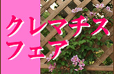 クレマチスフェア