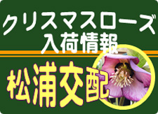 クリスマスローズ入荷情報