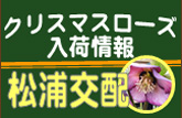 クリスマスローズ入荷情報