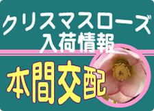 クリスマスローズ入荷情報
