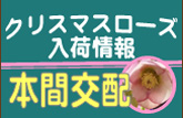 クリスマスローズ入荷情報