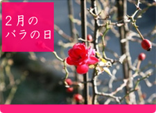 2月のバラの日