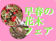 早春の花木フェア