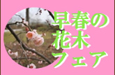 早春の花木フェア