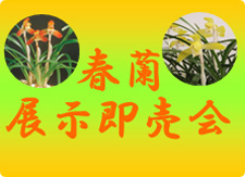 春蘭展示即売会