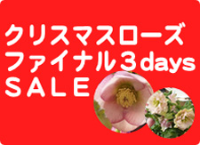 クリスマスローズ お買得ファイナル3days