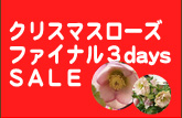 2月のバラの日