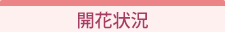 開花情報