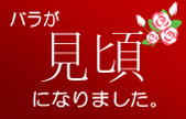 バラが見頃になりました
