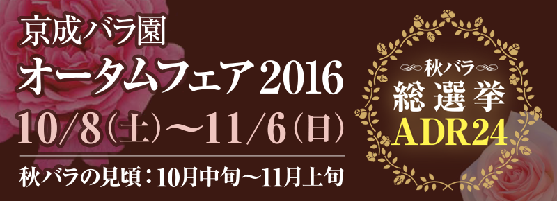 オータムフェア2016 秋バラ総選挙ADR24 [10月8日(土)～11月6日(日)] 秋バラの見頃は10月中旬～11月上旬を予定しています。