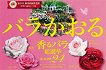 「香るバラ」総選挙 KAORU24