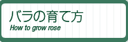 バラの育て方