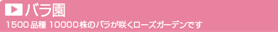 バラ園